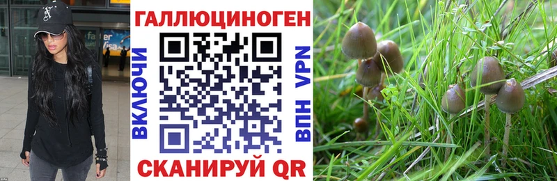цены   Новомичуринск  МЕГА как войти  Псилоцибиновые грибы GOLDEN TEACHER 